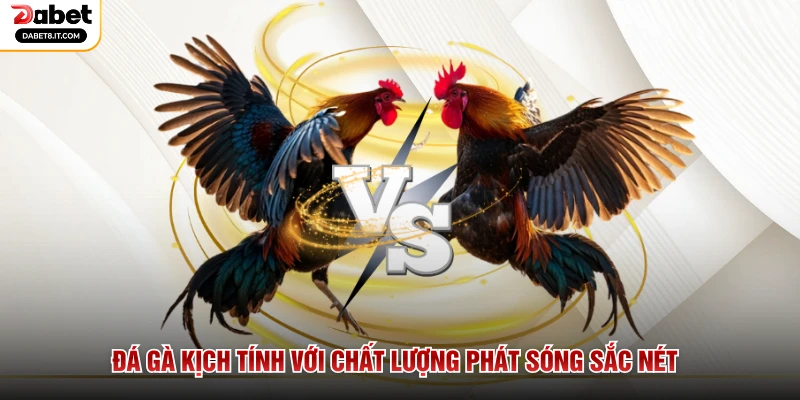 Đá gà kịch tính với chất lượng phát sóng sắc nét